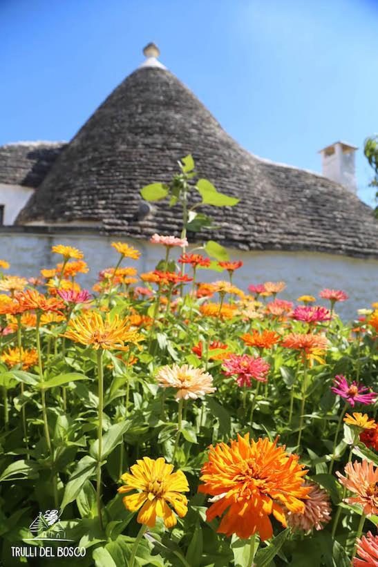 Trulli Del Bosco Bed and Breakfast Alberobello Eksteriør billede